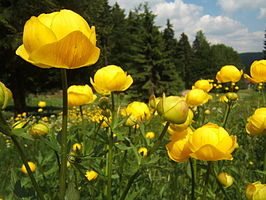 Europese trollius