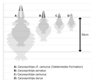 Sizes of various Caryosyntrips specimens, based on the interpretation as radiodonts.[6]