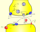 Biosynthese, Abbau und molekulare Wirkungen des Serotonins im synaptischen Spalt