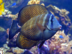 Red Sea sailfin tang, Zebrasoma desjardinii