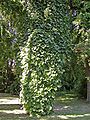 Aristolochia macrophylla