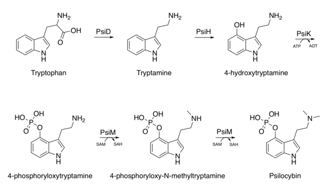 Biosynthetic Pathway of Psilocybin