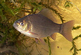 Széles kárász (Carassius carassius)