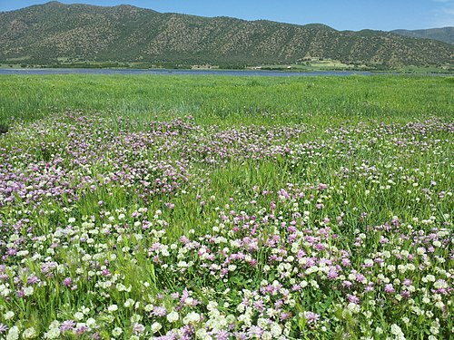 A field of clover near Lake Zrebar in Iran