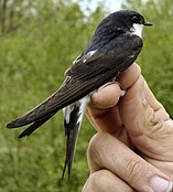 Common house-martin