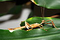 Männchen der Australischen Gespenstschrecke (Extatosoma tiaratum)