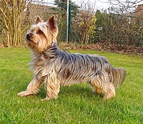 Yorkshire Terrier lohfarben graue Sattelzeichnung „Blue and Tan“.[5]