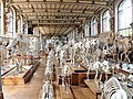 Sammlung der vergleichenden Anatomie