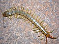 Güney Avrupa çiyanı (Scolopendra cingulata)