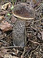 Leccinum scabrum