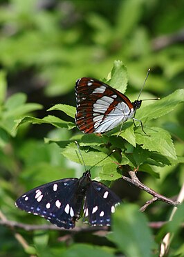 Blauwe ijsvogelvlinder