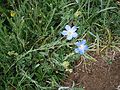 Linum perenne