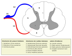 Querschnitt des Rückenmarks: Weiße Substanz außen und graue Substanz innen.