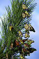 Monarch butterfly migration