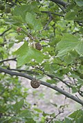 foliage