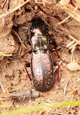 Pterostichus pilosus