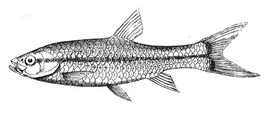 Rasbora daniconius