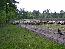 Schaapskudde in het Blauwe Bos