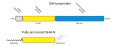 Processing of SHH