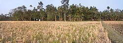 A view of the rice fields and tree plantations in Kalaigaon