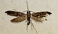 Pinned specimen