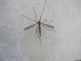 Tipula (Acutipula) vittata