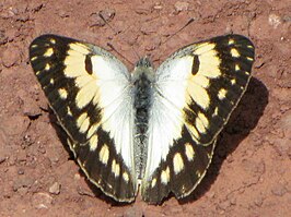 Colotis vesta