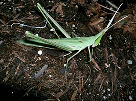 Acrida cinerea