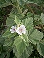 Althaea officinalis