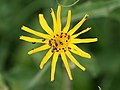 Arnica montana: blossom, Photo by Kristian Peters