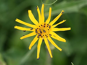 Arnica