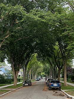 Residential street in Belgravia