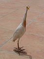 Kuhreiher Cattle Egret