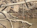 Spectacled caiman found from a boat ride to a destination, likely from of its many tourist attractions