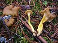 Cantharellus tubaeformis