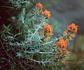 Castilleja foliolosa