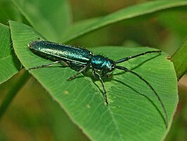 Agapanthia violacea