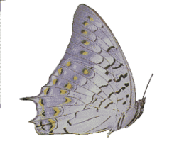 Charaxes solon