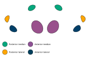 The eye arrangement of spiders in the genus Cheiracanthium