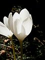 Colchicum speciosum 'Album'