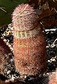 Echinocereus pectinatus