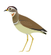 Jerdon's Courser