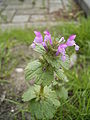 Miniatuurafbeelding voor de versie van 4 mei 2005 21:22