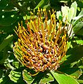 Leucospermum attenuatum