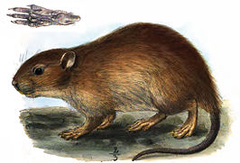 Kortstaartmolrat