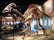 Parasaurolophus cyrtocristatus im Field Museum of Natural History in Chicago.
