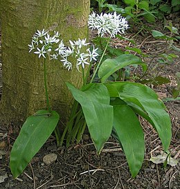 Medvehagyma (Allium ursinum)