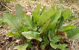 Réti lórom (Rumex obtusifolius)