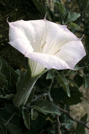 Datura wrightii