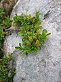 Stumpfblättrige Weide (Salix retusa) ?